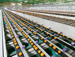 a fresh produce sorting system