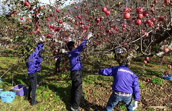 「ダイフクのリンゴ」の木からの収穫