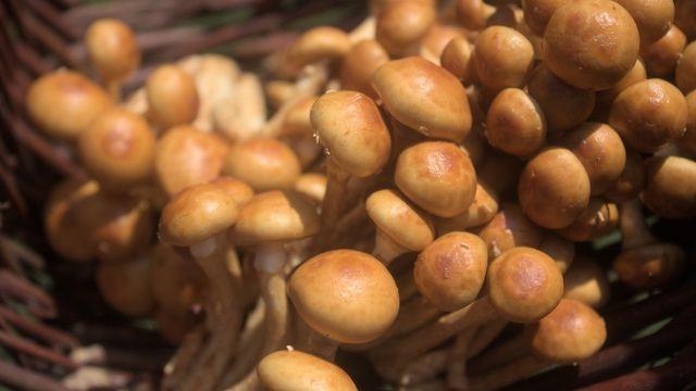 Nameko mushrooms