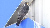 Peregrine falcon