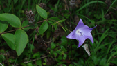 Chinese bellflower