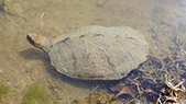 Japanese pond turtle