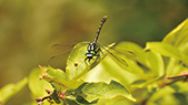 Trigomphus ogumai