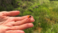 Scarlet dwarf dragonfly