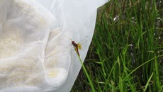 Transfer of adult insects