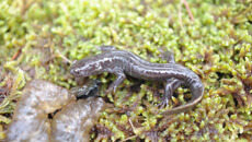 Adult Yamato salamander