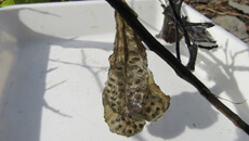 Salamander eggs in the conservation pond