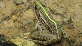 Black-spotted pond frog