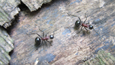 Polyrhachis lamellidens