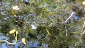 Yellow bladderwort